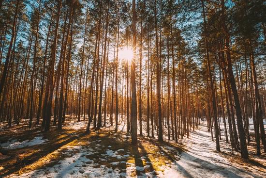 evergreen trees in winter with a warm, setting sun seen through the trunks evergreen trees in winter with a warm, setting sun seen through the trunks