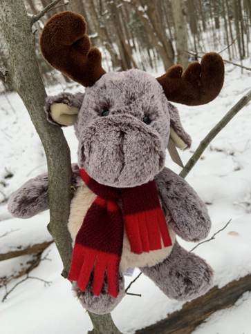image of Mosley Moose plush animal