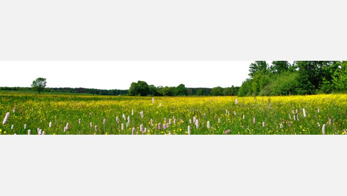 Grass Flowers